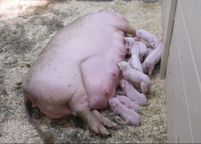 10-3-17 Frye Fair 11.JPG