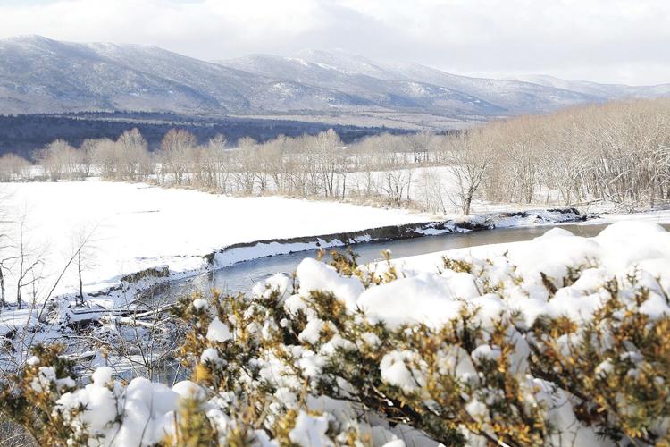 01-08-24 Saco Valley Overlook snowy bush foreground