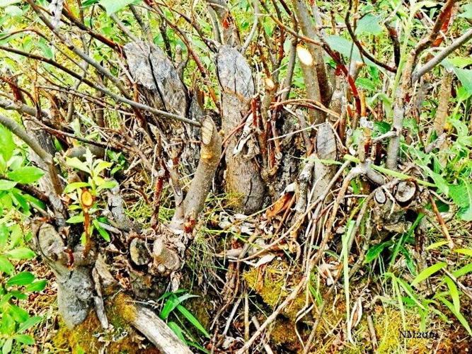 Beavers leave tell-tale trail as they move into the Arctic, reveals new research