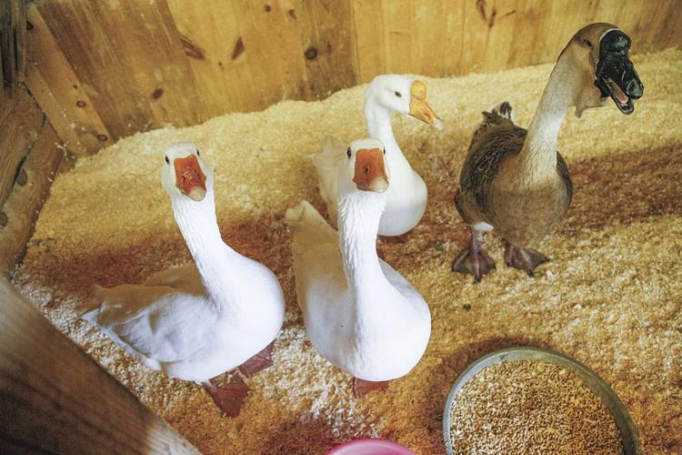 10-01-23 Fryeburg Fair macdonald farm geese