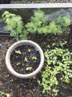 More Thoughts While Weeding: The final days of sun