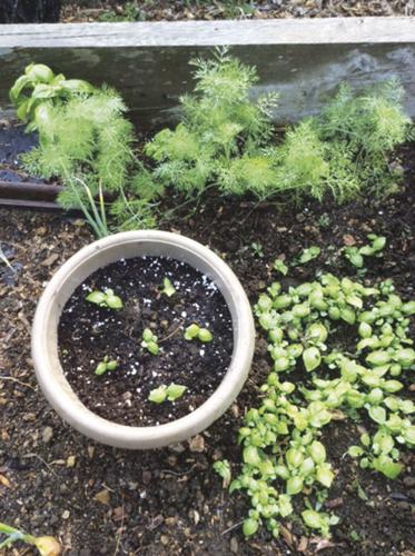 basil seedlings