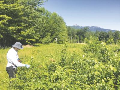 Chocorua Lake Conservancy-Stewardship Day