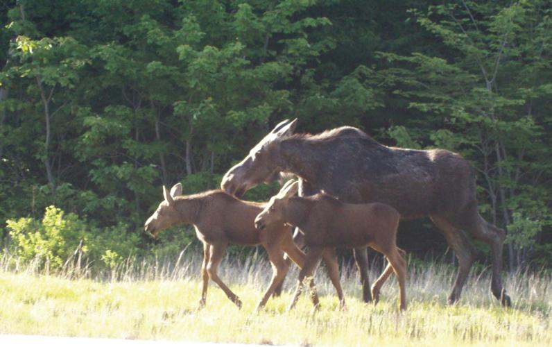 moose family.jpg
