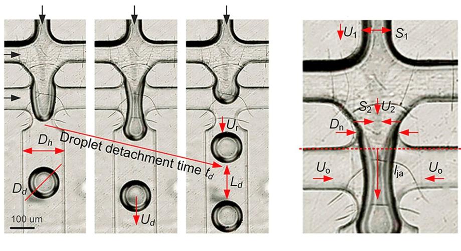 Thyme after thyme with more effective way of harnessing herb’s medicinal benefits