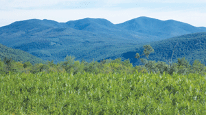 Iron Mountain: An overlooked gem