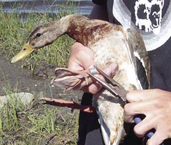 Fish and Game - Duck banding 2
