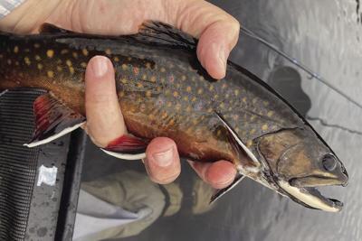 angling