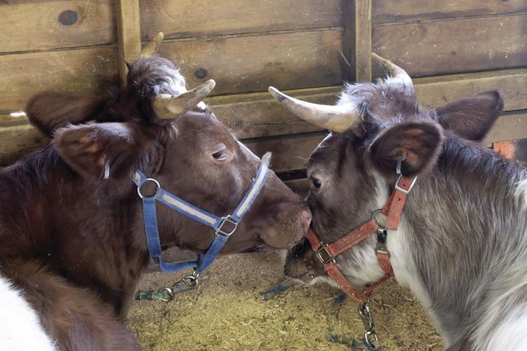 10-3-17 Frye Fair 12.JPG