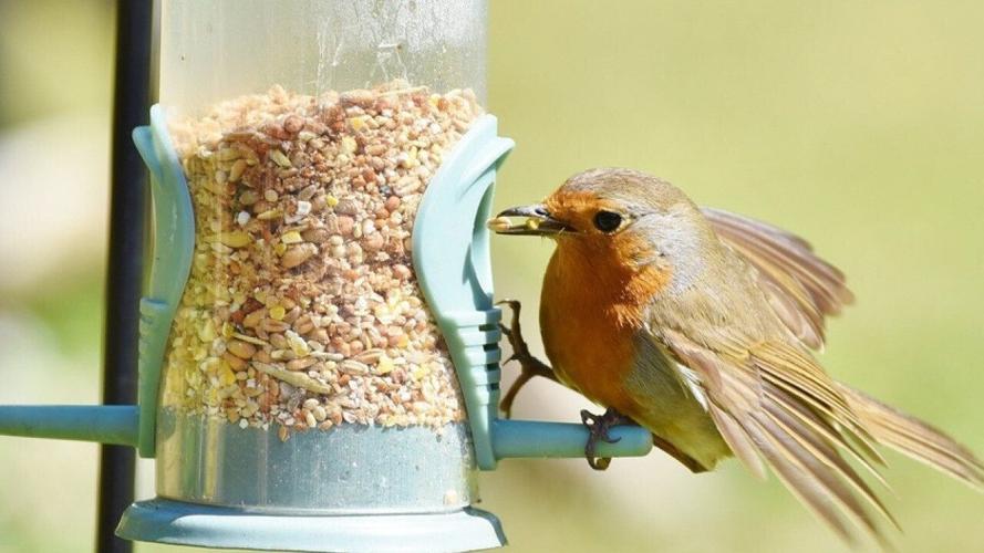Most commonly seen birds in New Hampshire