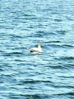 Bird Watch: The Great Northern Gannet Mystery