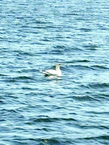 EP w42 bird watch No.Gannet_Highlandlake 9_8_26_NancyKluck.tif