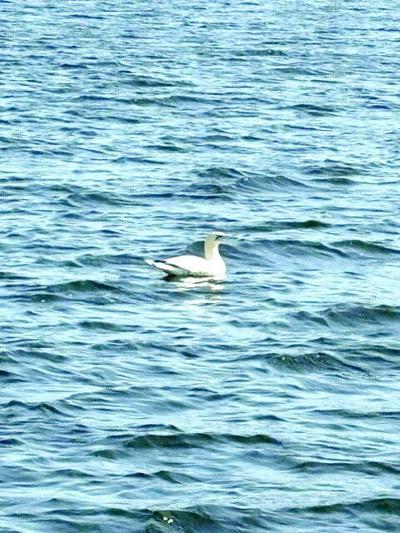 EP w42 bird watch No.Gannet_Highlandlake 9_8_26_NancyKluck.tif