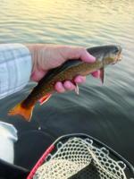 North Country Angling: Increased Opportunity?
