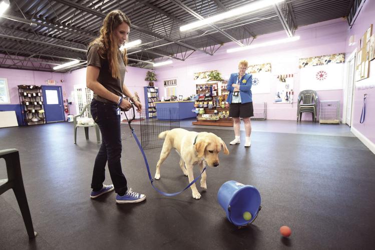 7-18-18 therapy dog 3