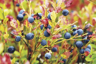 Notes from a Naturalist-Wild blueberries