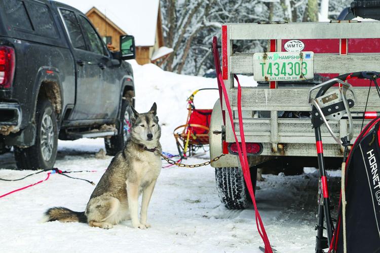 02-21-26 TOC Sled Dog dog sitting