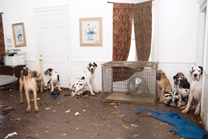 Bradley to file animal cruelty legislation