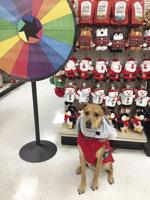 Four Your Paws Only customer appreciation day is Nov. 18