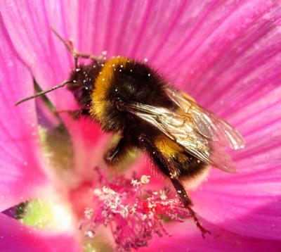 Gardeners, Nurseries urged to protect bees