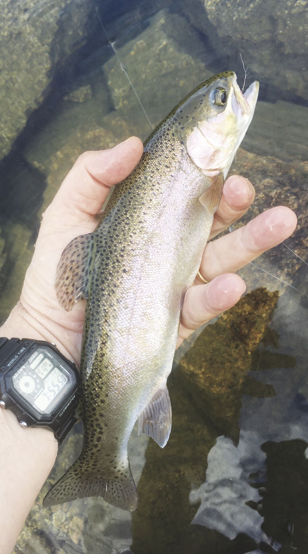 8-29-2020 North Country Angling-Plop