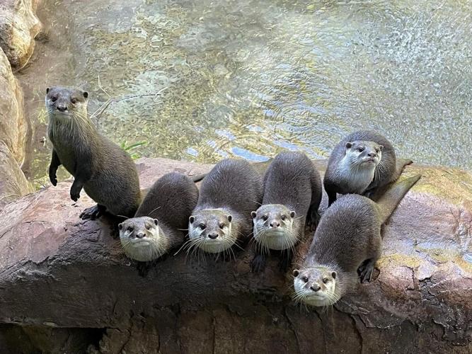 Otters “thrive” on being watched by zoo visitors, reveals new research