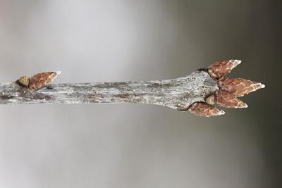 bud