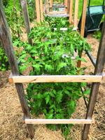 More Thoughts While Weeding: Tips for great tomatoes