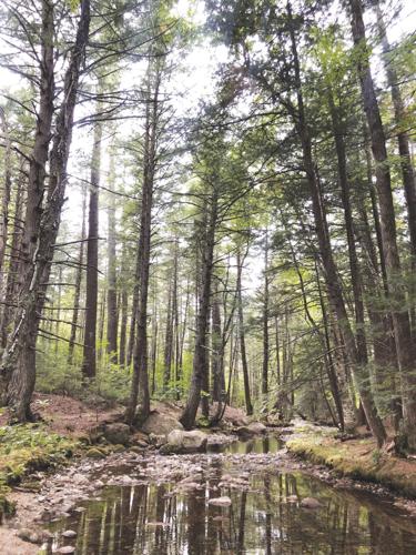 Upper Saco Valley Land Trust-Kearsarge Brook at McCulloch Preserve