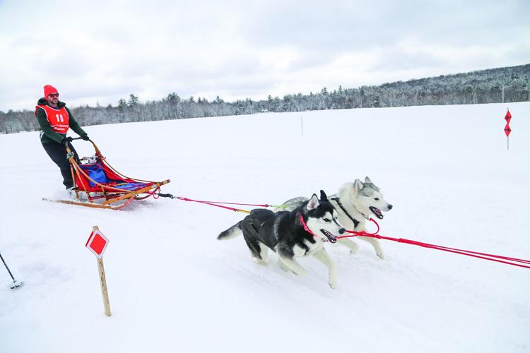 02-21-26 TOC Sled Dog medium above