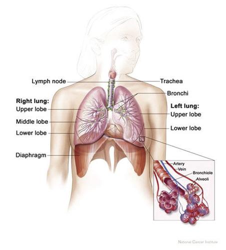 Lung_and_diaphragm