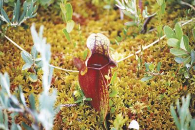 6-19-2021 Chocorua Lake Conservancy-Pitcher plants
