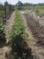 More Thoughts While Weeding: Working out the bugs