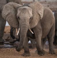How elephants feel each other’s messages through the ground