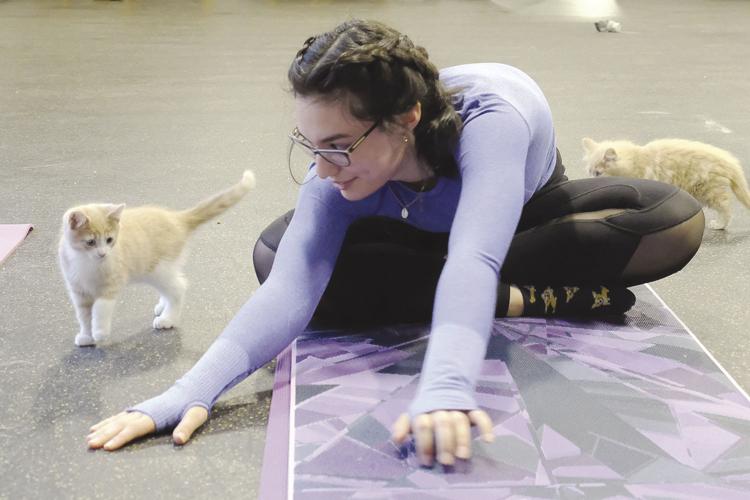10-11-19 Kitten yoga
