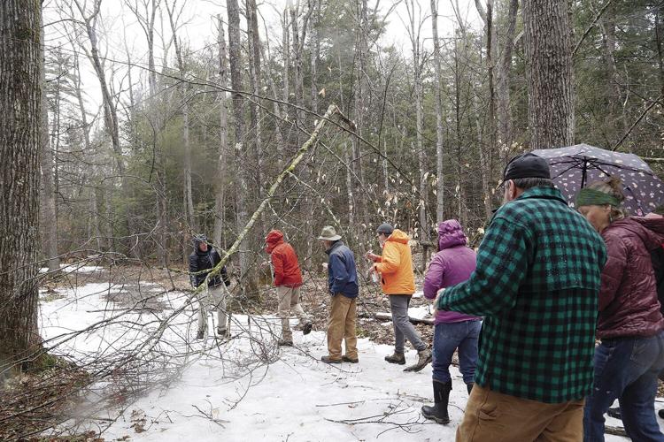 04-10-24 Tree Damage Tour damaged tree