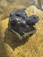 Cyanobacteria reported in Ossipee's Duncan Lake, advisory issued
