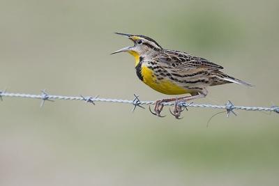 Eastern meadowlark populations across the U.S. grasslands have dropped by about three-quarters since 1970.