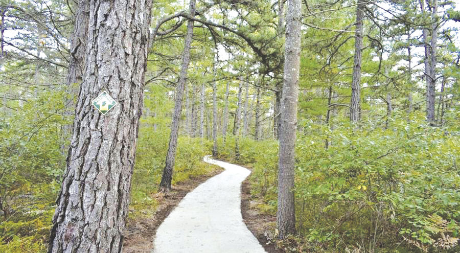 4-13-19 Parsons-Ossipee Pine Barrens Trail