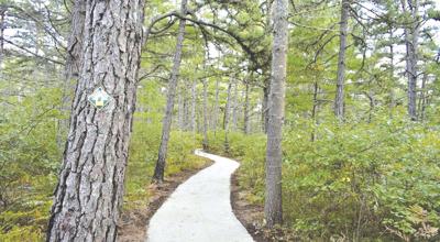 4-13-19 Parsons-Ossipee Pine Barrens Trail