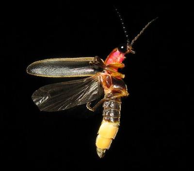Is It Dark Yet? Watch Fireflies Light Up Your Night
