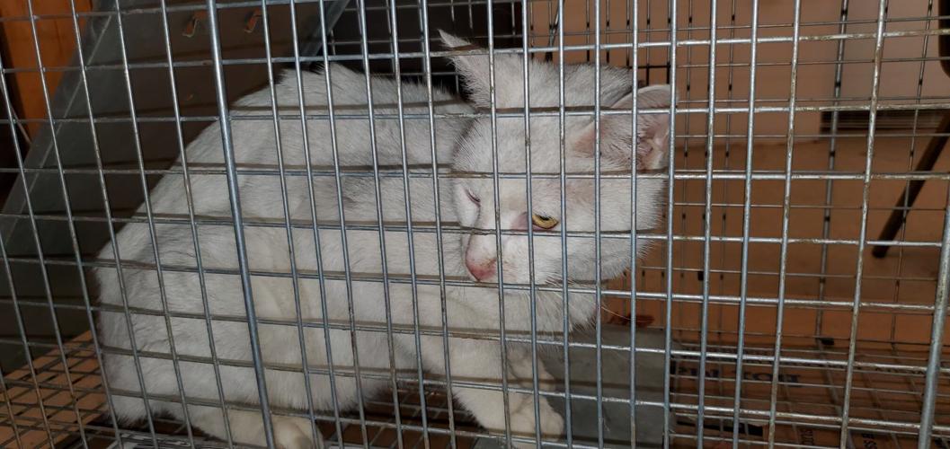 Turtle the cat is reunited with owner after 3 years