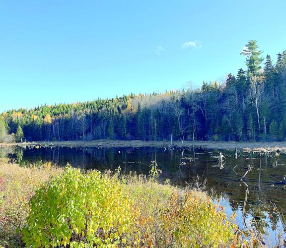 Wheel Family Fun.- foliage ride - East Branch Road swamp/pond