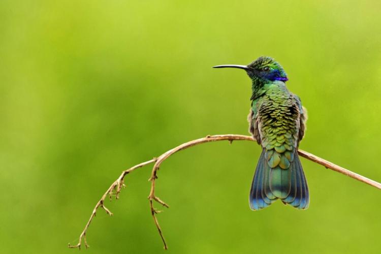 Birds are getting smaller all around the world, suggests study