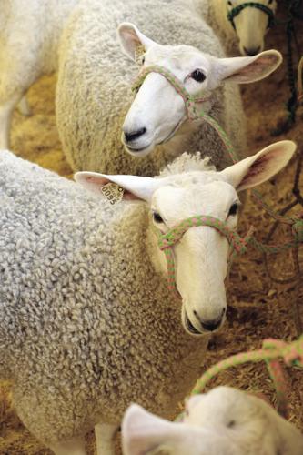 10-3-17 Frye Fair 15.JPG