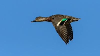 Most commonly hunted migratory birds in New Hampshire
