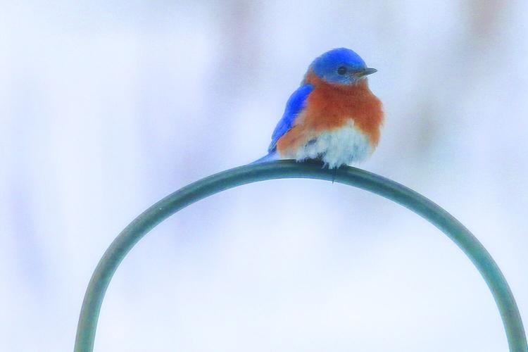 02-08-26 Backyard Birds bluebird perch solo