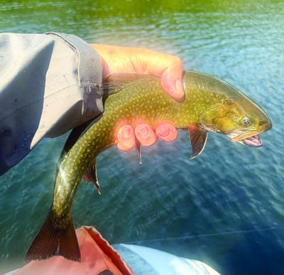 North Country Angling - wild brook trout