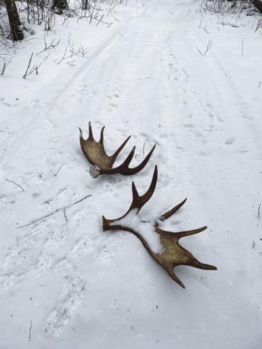 antlers in snow