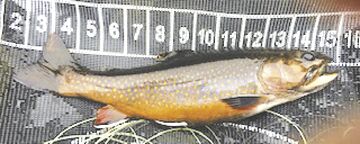 9-18-2021-North Country Angling-Fall brook trout